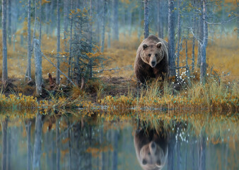 Wall Mural - eurasian brown bear standing by a pond in the forest
