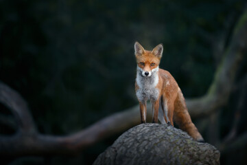 Wall Mural - Red fox cub standing on a tree in forest