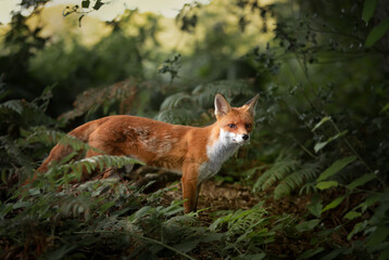 Wall Mural - Close up of a Red fox in forest