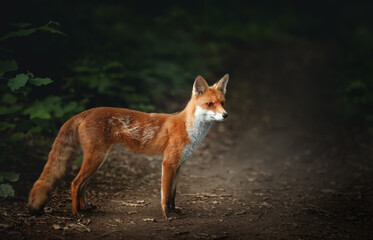 Wall Mural - Red fox cub standing in the forest