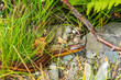 Garter snake (garden snake) on Mount Washington in New Hampshire, USA