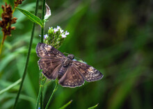 Horace's Duskywing Butterfly Along A Nature Trail In Texas!