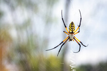 Yellow Garden Spider Hanging From Its Web!