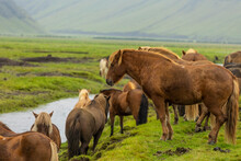 A Herd Of Domesticated Horses Are  Grazing On The Green Pasture Of Icelandic Farmland Countryside.  The Beautiful Mammals Are Part Of The Grassland Ecosystem  