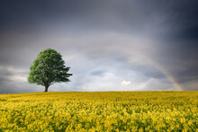 A Lone Tree Stands Alone In A Canola Field