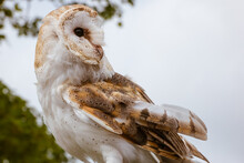 A Common Barn Owl Perched With Head Twisted And Looking Back