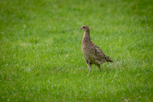A Female Common Pheasant Hen In Grass