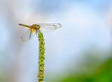 Fototapeta Lawenda - dragonfly in the flower garden