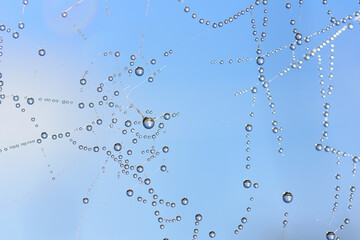 Wall Mural - Close up of many water droplets hanging on a spider web against a blue sky