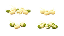 Groups of young mung bean sprouts (peeled, unpeeled, with dried green gram) isolated on white background. Realistic vector illustration. Side view.