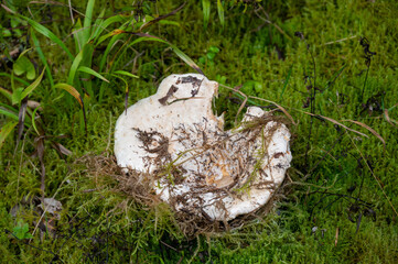 Canvas Print - Closeup shot of a wild mushroom growing in a forest