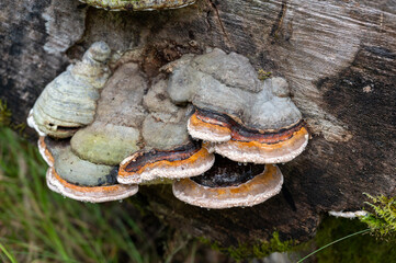 Sticker - Closeup shot of wild mushrooms growing on a tree bark