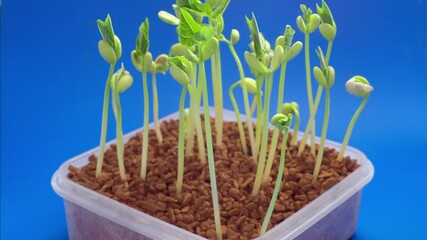 Poster - Time lapse the rise of green sprouts grow  from seeds