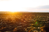 Plowed field at sunset. Agriculture, soil before sowing. Fertile land texture, rural field landscape.