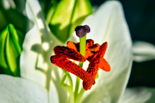 A Close Up Of A Tulip Pistil And Stamens