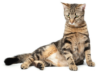 Wall Mural - Lying cat tabby isolated on white background.