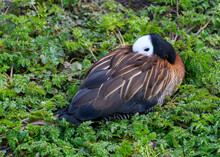  White Faced Whistling Duck