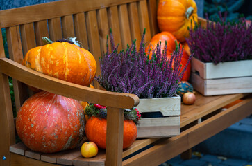 Sticker - a few orange pumpkins on a wooden bench and purple heather in a box