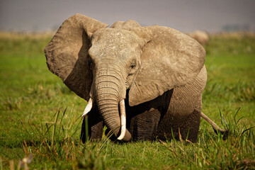 Wall Mural - African Bush Elephant - Loxodonta africana elephant bathing and feeding on the grass and foraging in the lake in Kenya, big ears from front view, wet large body with tusks