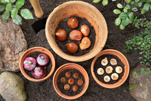 Flower Bulbs Of Tulips, Hyacinths And Other In Flower Pots, Top View On Soil In A Garden