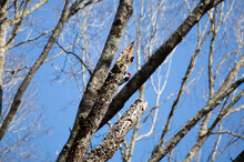Adult Redheaded Woodpecker Foraging