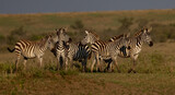 Fototapeta Konie - Zebra in the Mara, Africa 