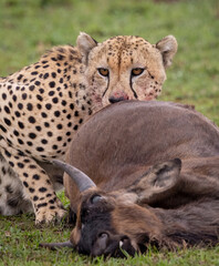 Wall Mural - A cheetah hunting in Africa 