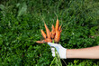 Ugly dirty carrots in female hand. Outdoor. Garden. Concept - Food waste reduction. Using in cooking imperfect products