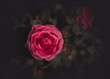 Kwiat róży w pełnym rozkwicie. Zdjęcie flat lay na tle rozmytych liści