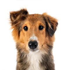 Sticker - Shetland Sheepdog in studio