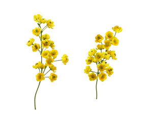set of small yellow flowers of berberis thunbergii isolated