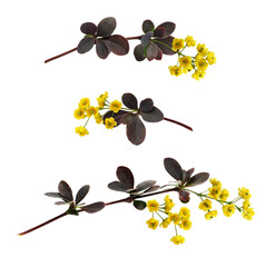Wall Mural - set of small twigs with yellow flowers of berberis thunbergii and red nd green leaves isolated