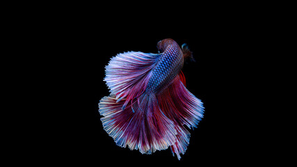 Wall Mural - Half Moon Betta,Betta, Siamese fighting fish, beautiful fish from Thailand, black background with beautiful tail.