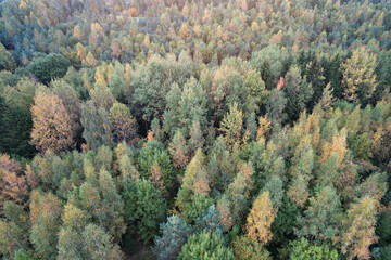 Wall Mural - Colorful autumn forest tree background