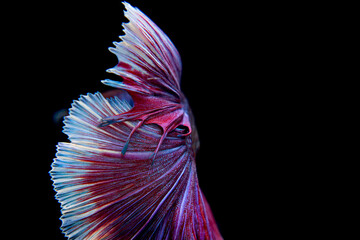 Wall Mural - Half Moon Betta,Betta, Siamese fighting fish, beautiful fish from Thailand, black background with beautiful tail.