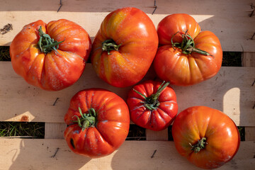 Wall Mural - Fresh beef tomatoes in  wooden crate