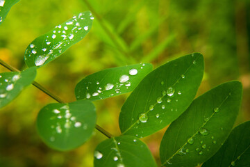 Wall Mural - morning dew drops of water on green leaves of acacia tree in the morning on a sunny day