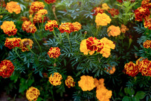 Horizontal Photo Of Marigolds. The Flowers Are Bright Yellow, Orange, Lemon. Very Pleasant, Medicinal.