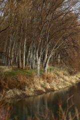 Sticker - Vertical shot of trees' reflection on the river