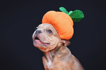 Wall Mural - Happy French Bulldog dog puppy wearing funny Halloween pumpkin costume hat in front of dark background