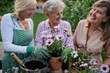 © Halfpoint - Happy senior women friends planting flowers together outdoors, laughing, community garden concept.