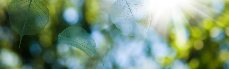 Wall Mural - image of transparent leaves on a natural green blurred background..Leaves against the background of the sun's rays