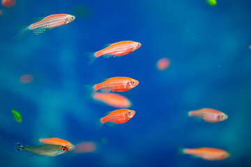 Fish are colorful, glofish thorns in the aquarium, a variety of fish swim in the aquarium, ocean diving and freediving at seaside resorts and tourist trips.