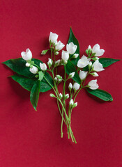 Wall Mural - Beautiful white jasmine flowers on a red background. Flat lay with copy space for the wedding, birthday, party or other celebration.	