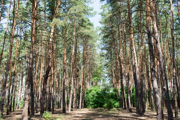 Poster - Beautiful old coniferous forest. Horizontal photo.