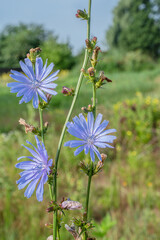 Wall Mural - Chicory plant in blossom. Beautiful blue flowers close up. Nature background.