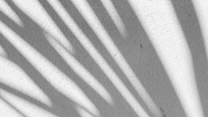 Wall Mural - Black and White abstract background textuer of shadows leaf on a concrete wall