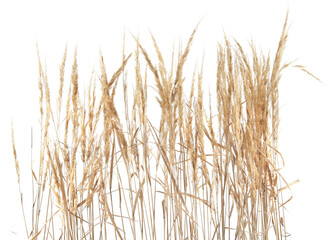 Naklejka na meble Dry reeds isolated on white background. Abstract dry meadow plants, grass, herbs.