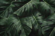 Night Mystical Dramatic Jungle And Monstera Leaves And Layout Pattern In Tropical Moody Forest