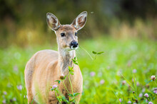 Young Adult White-tailed Deer Eating On A Clover Field During Autumn In Southern Finland
